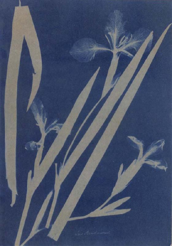 Anna Atkins Iris Pseudocorus